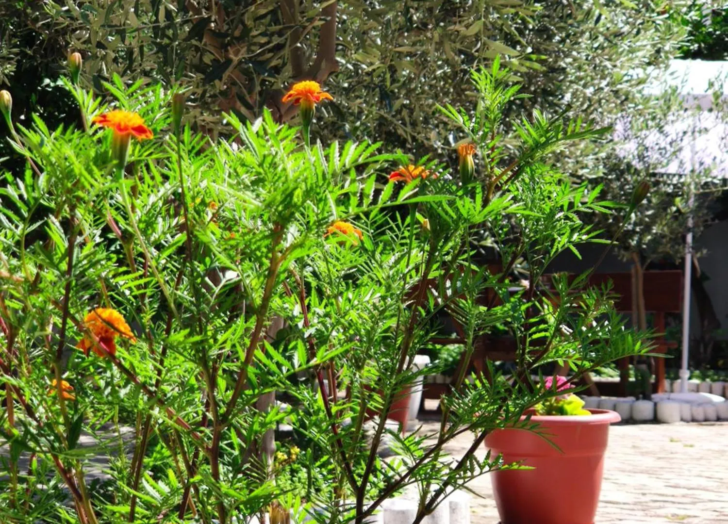 Bed & Breakfast Elvish Garden Boutique B&B Berat